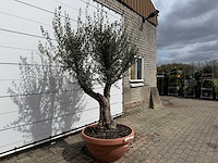 Olijfboom old skin vertakt - olea europaea - hoogte ca. 240 cm - afbeelding 4 van  6