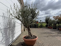 Olijfboom old skin vertakt - olea europaea - hoogte ca. 240 cm - afbeelding 5 van  6