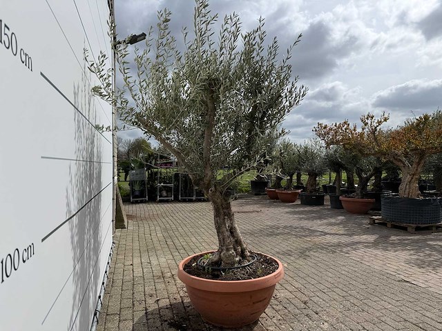 Olijfboom old skin vertakt - olea europaea - hoogte ca. 240 cm - afbeelding 6 van  6