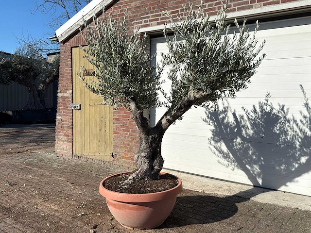 Olijfboom old skin vertakt - olea europaea - hoogte ca. 250 cm - afbeelding 1 van  3