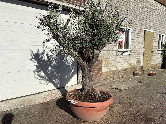 Olijfboom old skin vertakt - olea europaea - hoogte ca. 250 cm - afbeelding 2 van  3