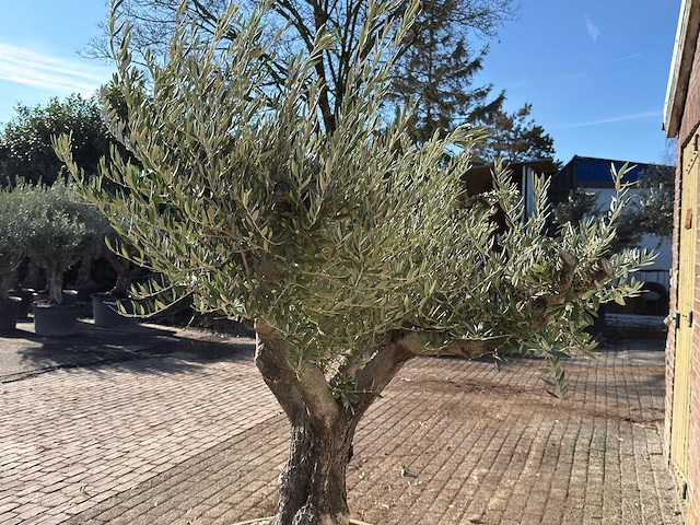 Olijfboom old skin vertakt - olea europaea - hoogte ca. 250 cm - afbeelding 3 van  3
