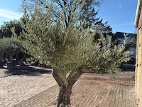 Olijfboom old skin vertakt - olea europaea - hoogte ca. 250 cm - afbeelding 3 van  3