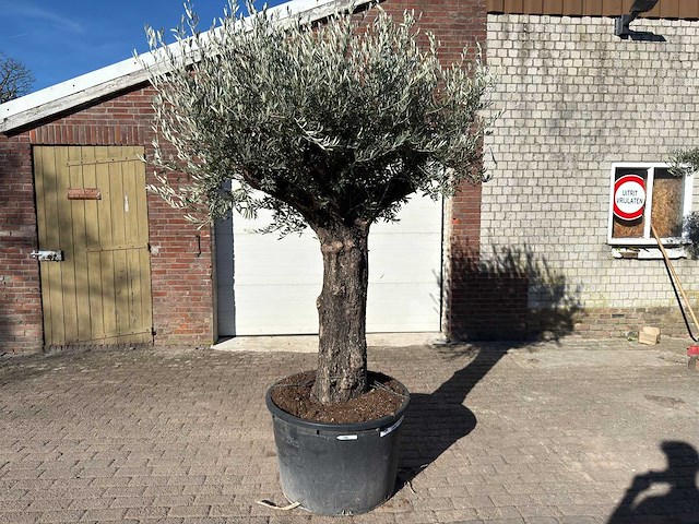 Olijfboom old trunk - olea europaea - 50 jaar oud - hoogte ca. 250 cm - afbeelding 1 van  10