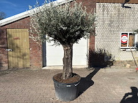 Olijfboom old trunk - olea europaea - 50 jaar oud - hoogte ca. 250 cm - afbeelding 1 van  10