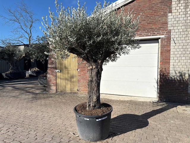 Olijfboom old trunk - olea europaea - 50 jaar oud - hoogte ca. 250 cm - afbeelding 3 van  10