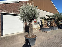 Olijfboom old trunk - olea europaea - 50 jaar oud - hoogte ca. 250 cm - afbeelding 4 van  10