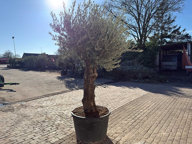 Olijfboom old trunk - olea europaea - 50 jaar oud - hoogte ca. 250 cm - afbeelding 5 van  10