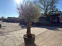 Olijfboom old trunk - olea europaea - 50 jaar oud - hoogte ca. 250 cm - afbeelding 5 van  10