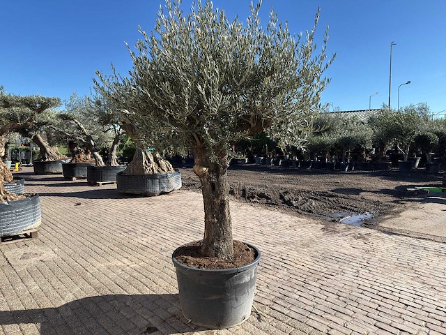 Olijfboom old trunk - olea europaea - 50 jaar oud - hoogte ca. 250 cm - afbeelding 6 van  10
