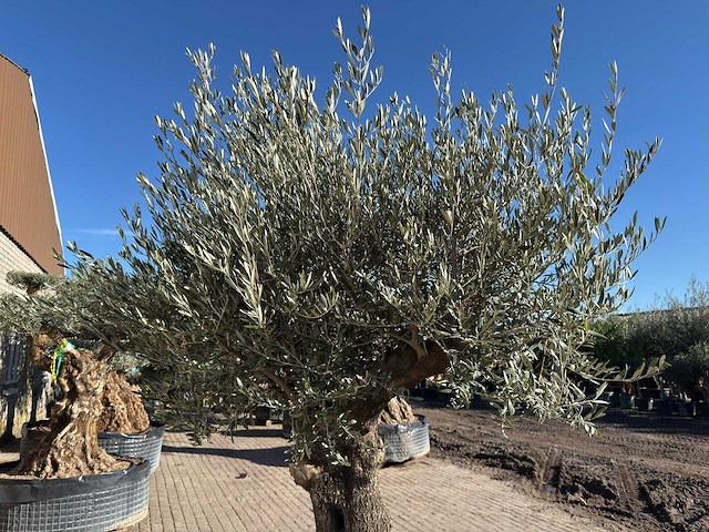Olijfboom old trunk - olea europaea - 50 jaar oud - hoogte ca. 250 cm - afbeelding 7 van  10