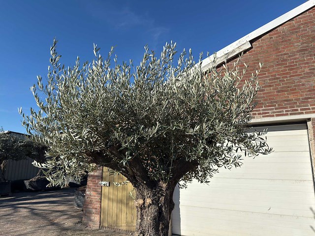 Olijfboom old trunk - olea europaea - 50 jaar oud - hoogte ca. 250 cm - afbeelding 8 van  10