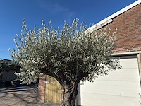 Olijfboom old trunk - olea europaea - 50 jaar oud - hoogte ca. 250 cm - afbeelding 8 van  10