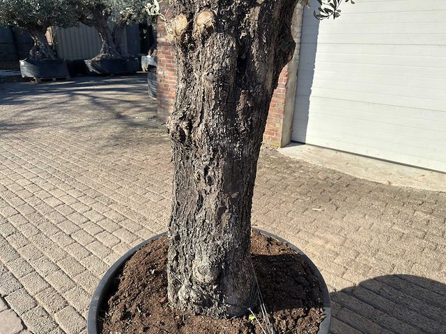 Olijfboom old trunk - olea europaea - 50 jaar oud - hoogte ca. 250 cm - afbeelding 9 van  10