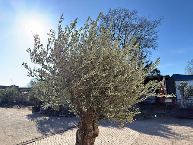 Olijfboom old trunk - olea europaea - 50 jaar oud - hoogte ca. 250 cm - afbeelding 10 van  10