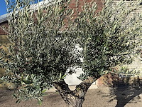 Olijfboom old trunk - olea europaea - 50 jaar oud - hoogte ca. 250 cm - afbeelding 2 van  12