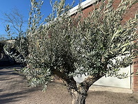Olijfboom old trunk - olea europaea - 50 jaar oud - hoogte ca. 250 cm - afbeelding 3 van  12