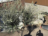 Olijfboom old trunk - olea europaea - 50 jaar oud - hoogte ca. 250 cm - afbeelding 4 van  12