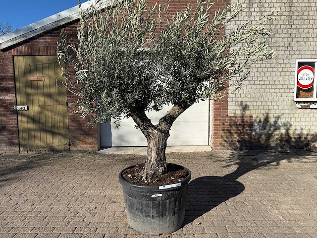 Olijfboom old trunk - olea europaea - 50 jaar oud - hoogte ca. 250 cm - afbeelding 1 van  12