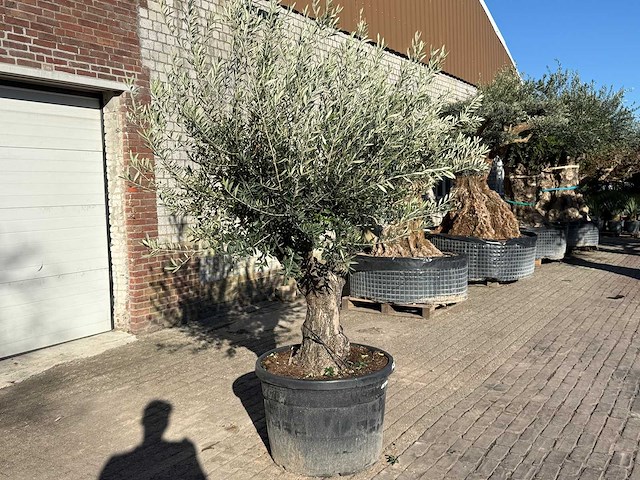 Olijfboom old trunk - olea europaea - 50 jaar oud - hoogte ca. 250 cm - afbeelding 5 van  12