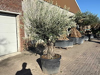 Olijfboom old trunk - olea europaea - 50 jaar oud - hoogte ca. 250 cm - afbeelding 5 van  12