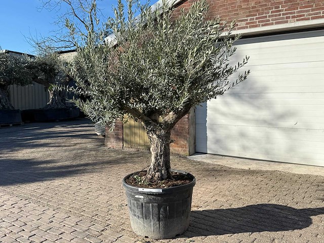 Olijfboom old trunk - olea europaea - 50 jaar oud - hoogte ca. 250 cm - afbeelding 6 van  12