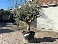 Olijfboom old trunk - olea europaea - 50 jaar oud - hoogte ca. 250 cm - afbeelding 6 van  12