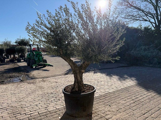 Olijfboom old trunk - olea europaea - 50 jaar oud - hoogte ca. 250 cm - afbeelding 7 van  12