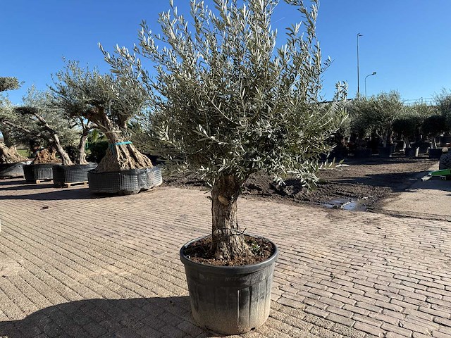 Olijfboom old trunk - olea europaea - 50 jaar oud - hoogte ca. 250 cm - afbeelding 8 van  12