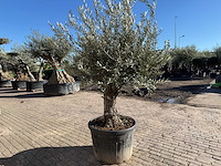 Olijfboom old trunk - olea europaea - 50 jaar oud - hoogte ca. 250 cm - afbeelding 8 van  12