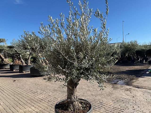 Olijfboom old trunk - olea europaea - 50 jaar oud - hoogte ca. 250 cm - afbeelding 9 van  12