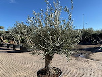Olijfboom old trunk - olea europaea - 50 jaar oud - hoogte ca. 250 cm - afbeelding 9 van  12