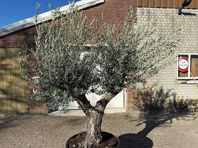 Olijfboom old trunk - olea europaea - 50 jaar oud - hoogte ca. 250 cm - afbeelding 10 van  12