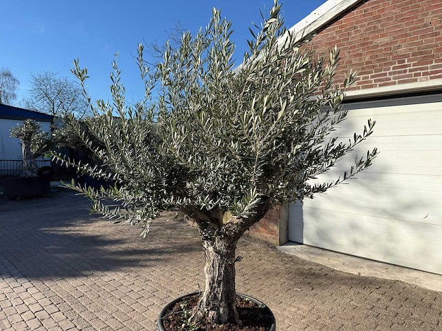 Olijfboom old trunk - olea europaea - 50 jaar oud - hoogte ca. 250 cm - afbeelding 11 van  12