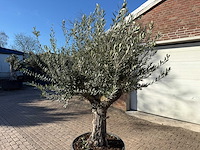 Olijfboom old trunk - olea europaea - 50 jaar oud - hoogte ca. 250 cm - afbeelding 11 van  12