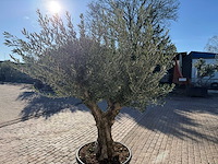 Olijfboom old trunk - olea europaea - 50 jaar oud - hoogte ca. 250 cm - afbeelding 12 van  12