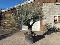 Olijfboom old trunk - olea europaea - 50 jaar oud - hoogte ca. 250 cm - afbeelding 1 van  6