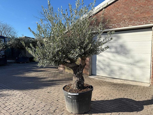 Olijfboom old trunk - olea europaea - 50 jaar oud - hoogte ca. 250 cm - afbeelding 2 van  6