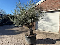 Olijfboom old trunk - olea europaea - 50 jaar oud - hoogte ca. 250 cm - afbeelding 2 van  6