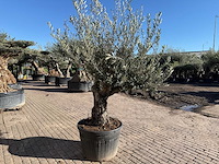 Olijfboom old trunk - olea europaea - 50 jaar oud - hoogte ca. 250 cm - afbeelding 3 van  6