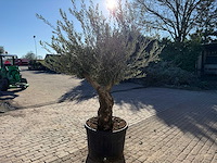 Olijfboom old trunk - olea europaea - 50 jaar oud - hoogte ca. 250 cm - afbeelding 4 van  6