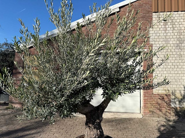 Olijfboom old trunk - olea europaea - 50 jaar oud - hoogte ca. 250 cm - afbeelding 5 van  6