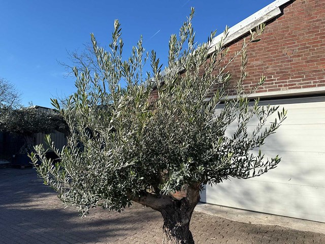 Olijfboom old trunk - olea europaea - 50 jaar oud - hoogte ca. 250 cm - afbeelding 6 van  6
