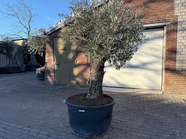 Olijfboom old trunk - olea europaea - 50 jaar oud - hoogte ca. 250 cm - afbeelding 1 van  4