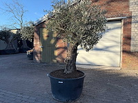 Olijfboom old trunk - olea europaea - 50 jaar oud - hoogte ca. 250 cm - afbeelding 1 van  4