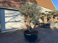 Olijfboom old trunk - olea europaea - 50 jaar oud - hoogte ca. 250 cm - afbeelding 2 van  4