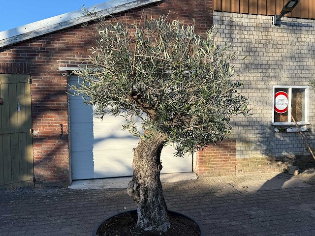 Olijfboom old trunk - olea europaea - 50 jaar oud - hoogte ca. 250 cm - afbeelding 3 van  4