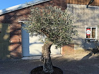 Olijfboom old trunk - olea europaea - 50 jaar oud - hoogte ca. 250 cm - afbeelding 3 van  4