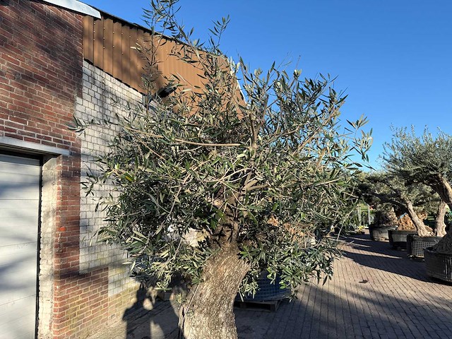 Olijfboom old trunk - olea europaea - 50 jaar oud - hoogte ca. 250 cm - afbeelding 4 van  4