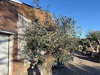 Olijfboom old trunk - olea europaea - 50 jaar oud - hoogte ca. 250 cm - afbeelding 4 van  4